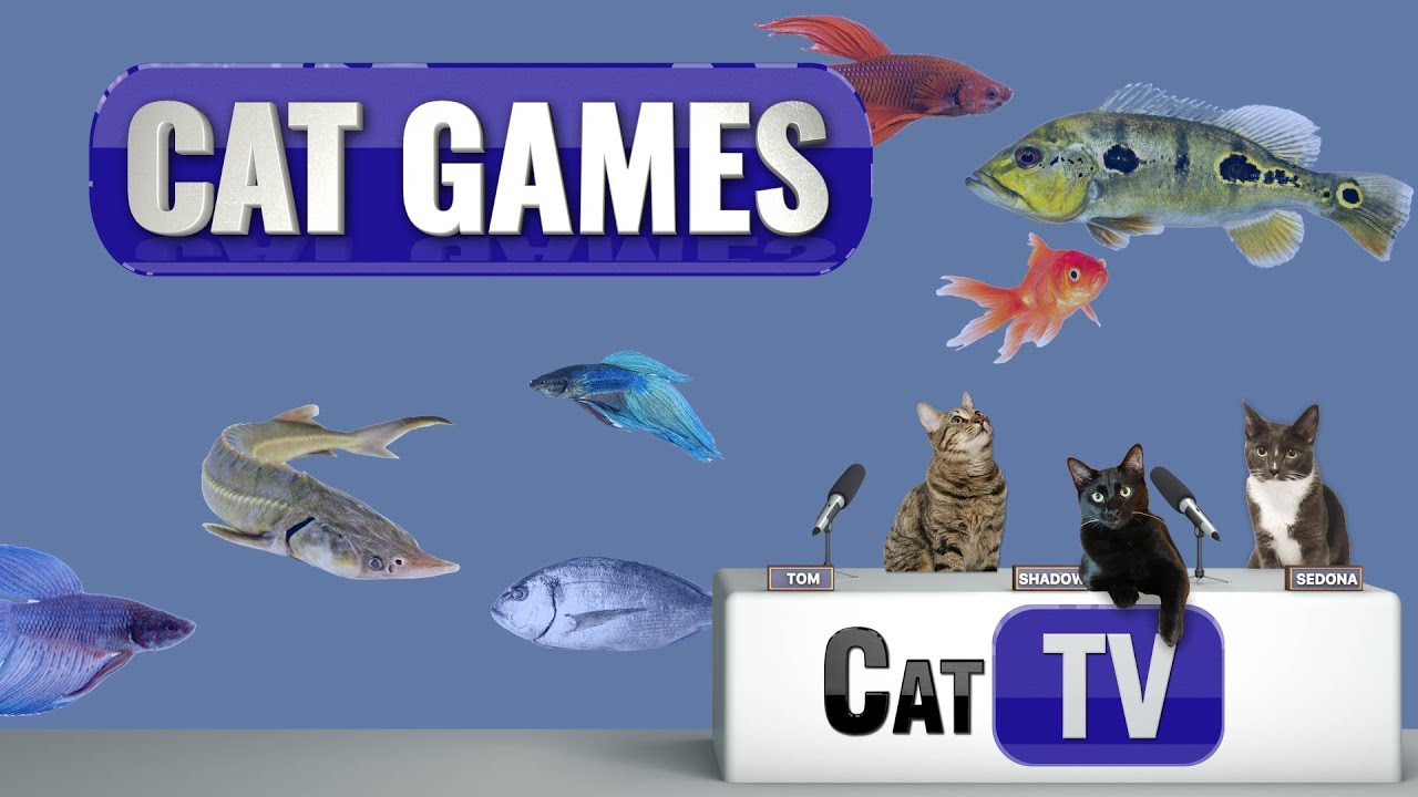 Cat Games Videos | CAT TV | Videos For Cats | Real Fish