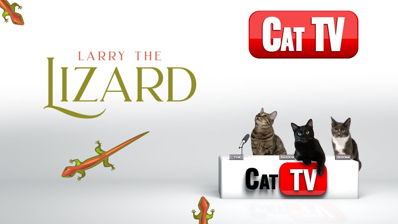 CAT TV | Cat Games | Larry the Lizard | Videos For Cats