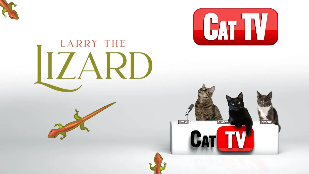 Lizard Game For Cats | Larry the Lizard