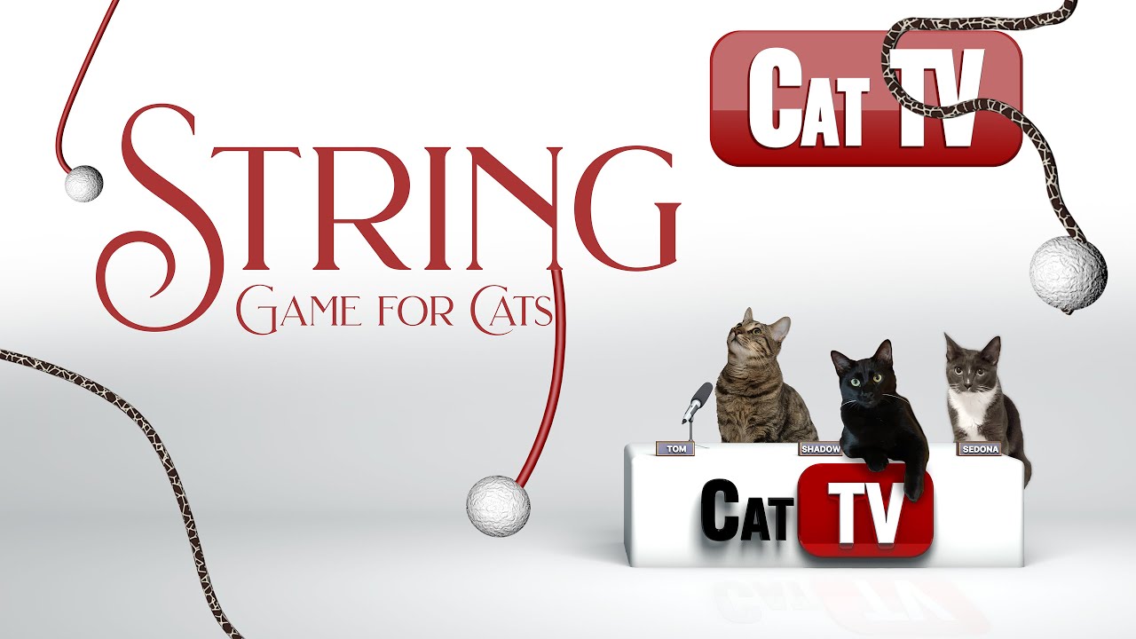 CAT TV | CAT Games | It’s All About the STRING! | Videos For Cats