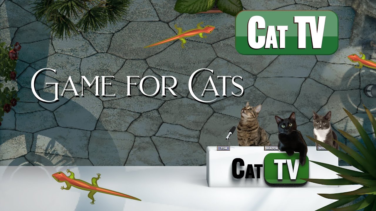 Cat Games Lizard | Larry the BACKYARD Lizard | Cat TV