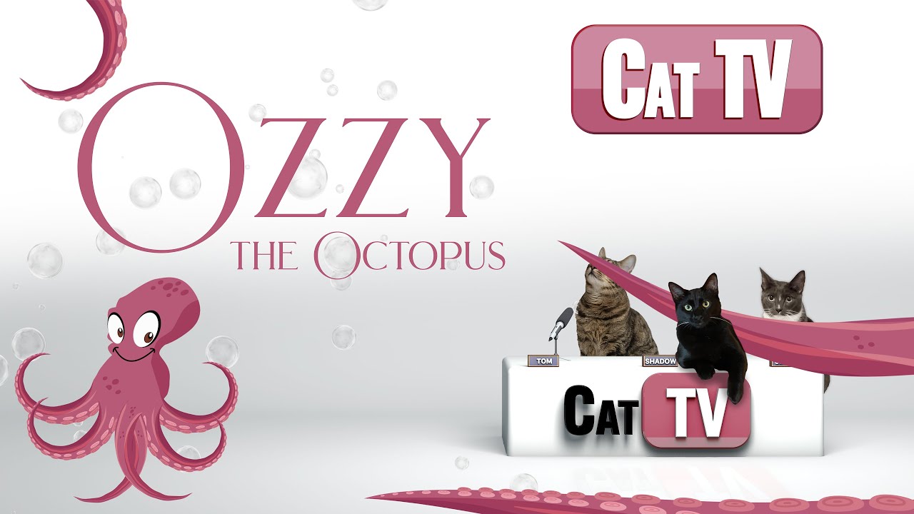 CAT TV | CAT Games | Ozzy the Octopus