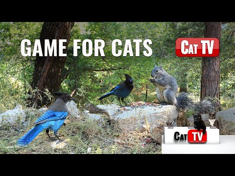 CAT TV | Real Squirrels, Birds, and Chipmunks | 3 Hours | Game For Cats