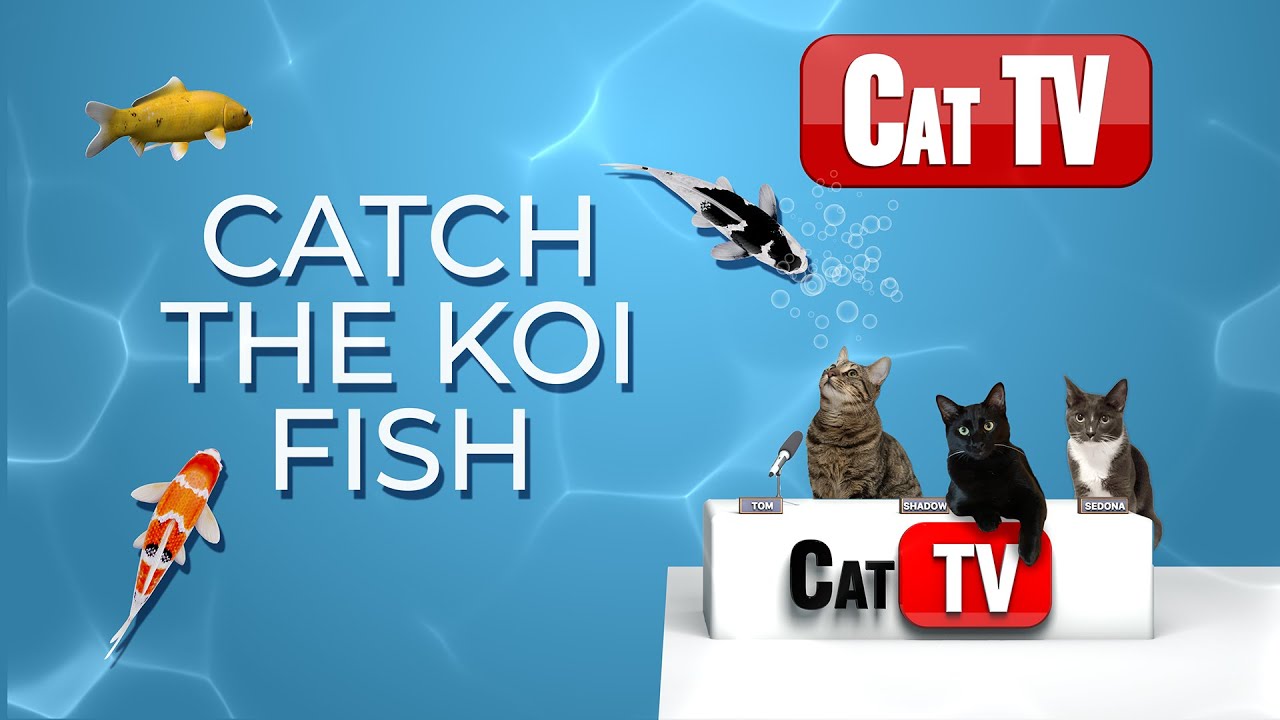 CAT TV Fish | 🐟 Catch The Koi Fish | Cat Games 4K | Videos For Cats | 3 Hours