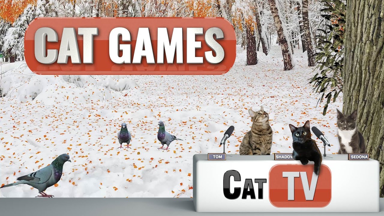 CAT Games | Nature, Birds and Windows | Videos For Cats | 😼