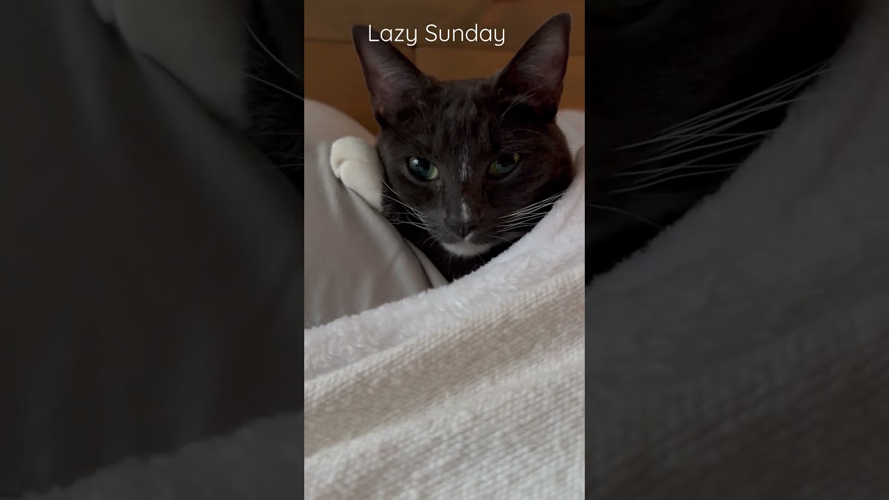 Lazy Sunday snuggled under the covers 😻#cat #catshorts #catlover #cattv #kitten #catvideo #snuggle