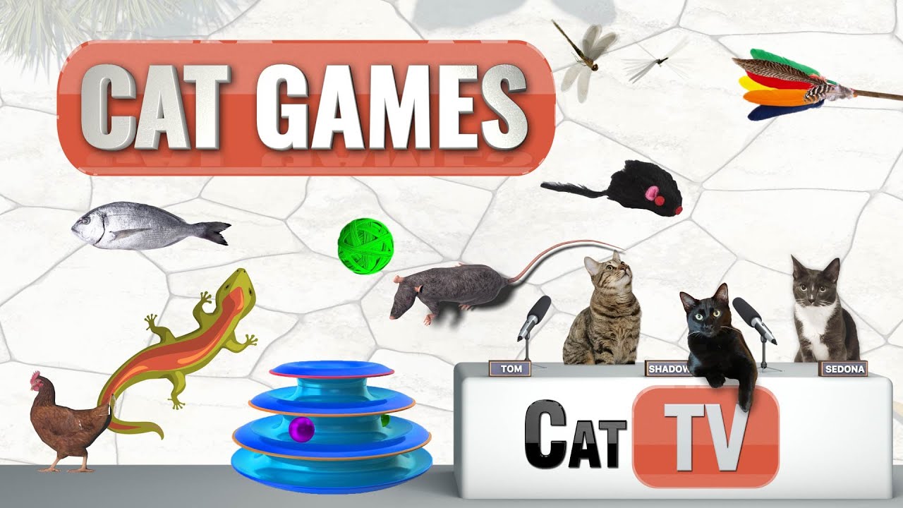 Cat Games | Ultimate Cat TV Compilation Vol 1 | 🦎