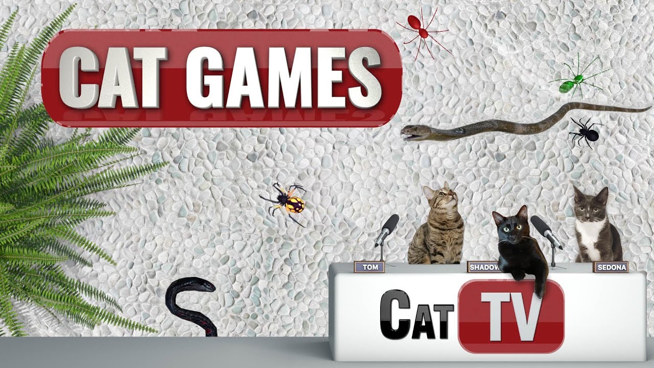 CAT Games TV | BACKYARD CRITTERS | Videos For Cats | 🐍