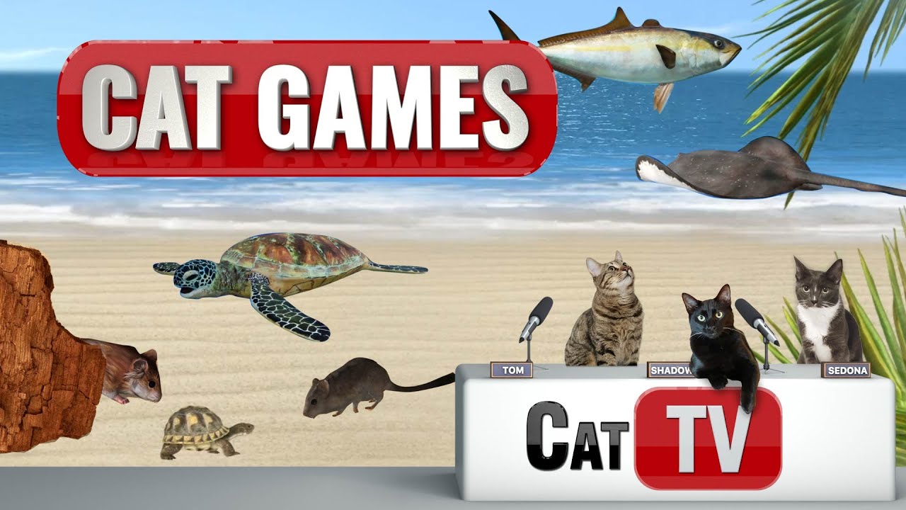 CAT Games TV | Surf & Turf Compilation | Videos For Cats | 🐟 & 🐭