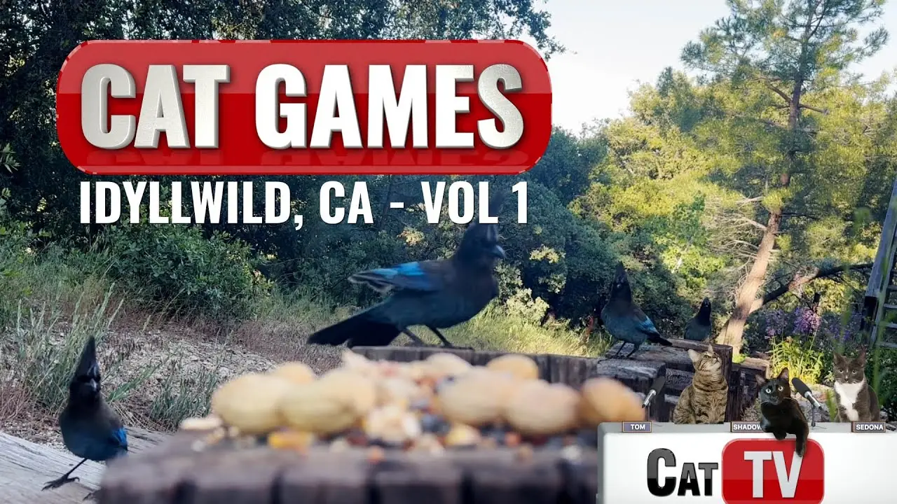 CAT Games TV | Idyllwild Real Birds & Squirrels Vol 1 | Videos For Cats to Watch | ASMR 😼