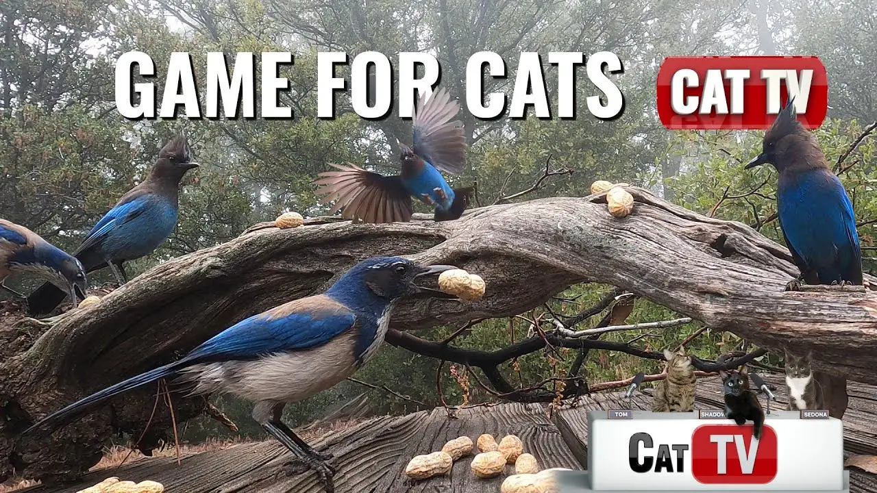 CAT TV | Real Birds | IDYLLWILD Vol 2 | 3 Hours | Game For Cats