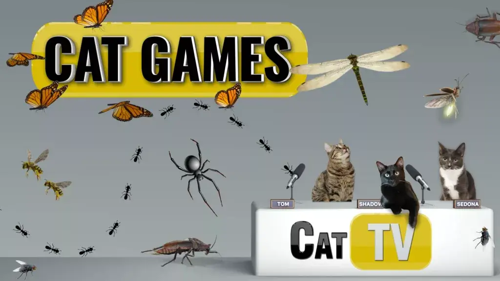 cat-games