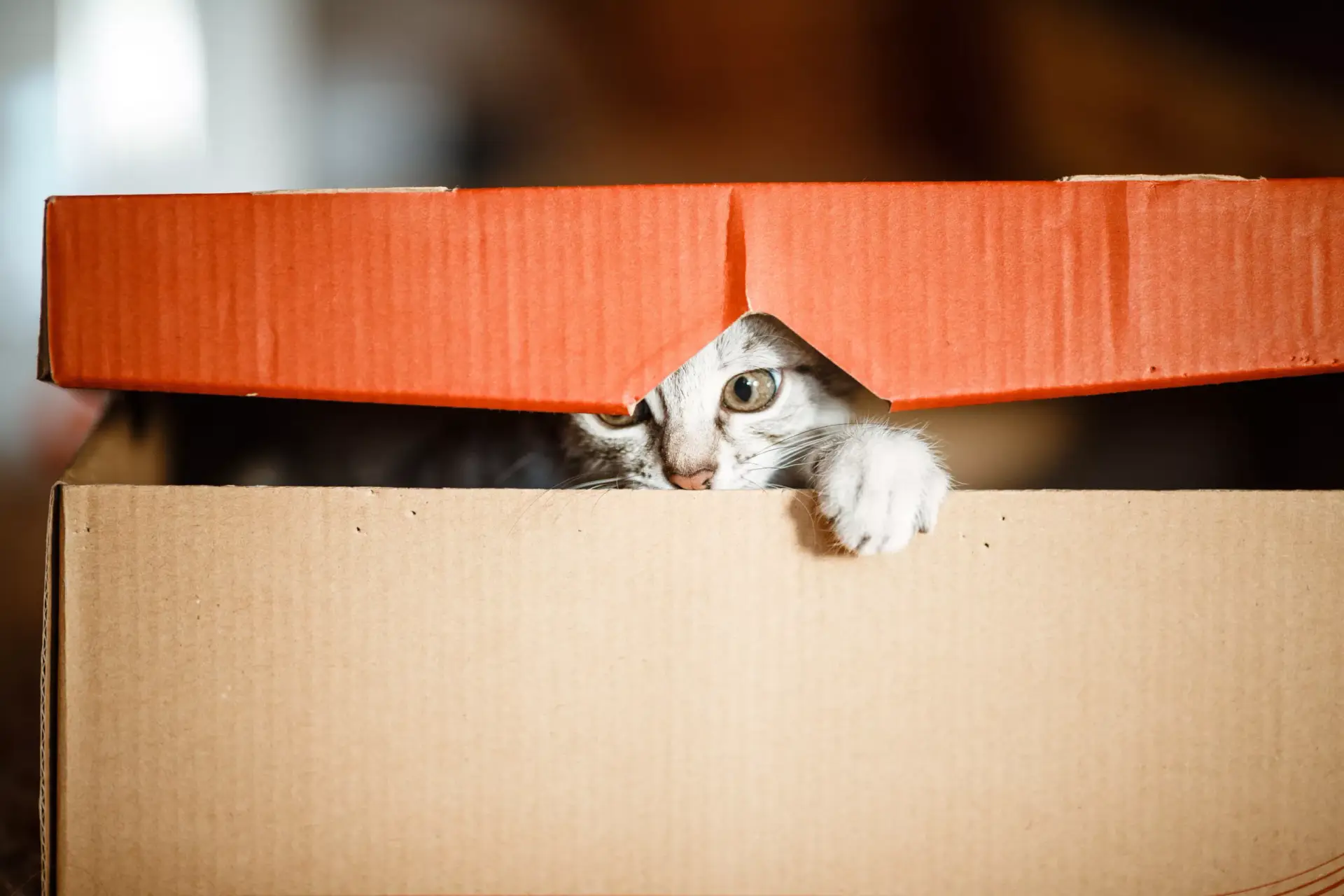 Cute grey small cat in cardboard box