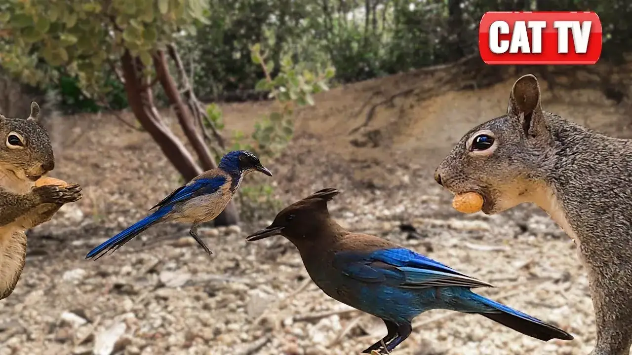 real-birds-and-squirrels-thumbnail