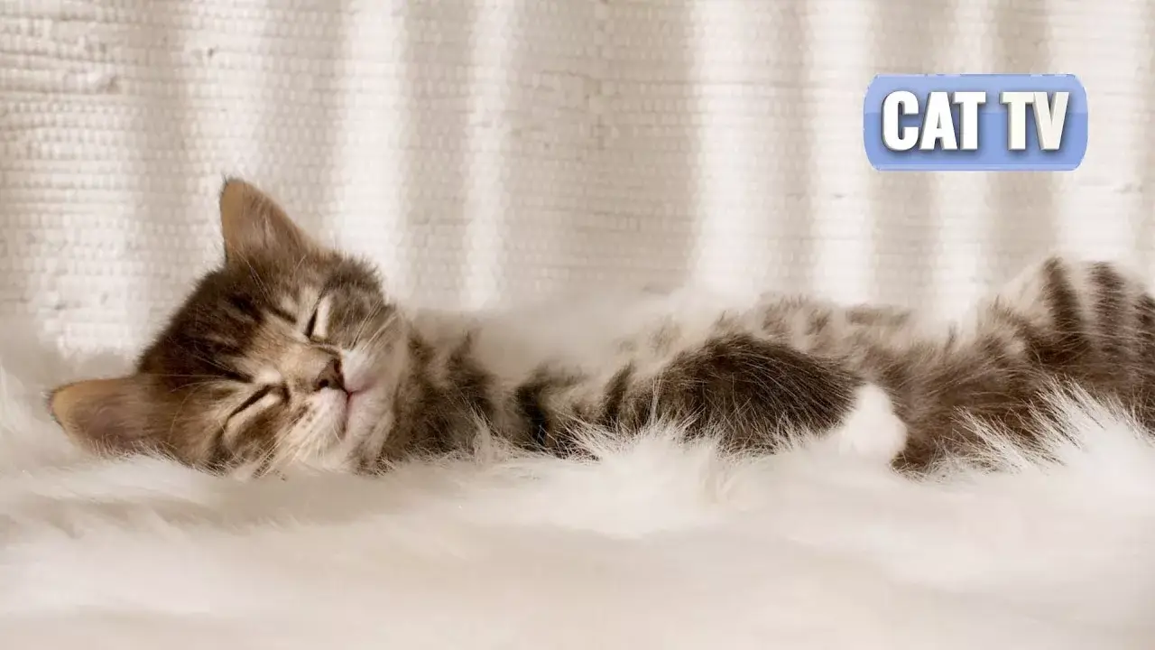 CAT TV | Calming Piano Music with Cat Purring and Rain Sounds | Relax My Cat | Sleep | No Ads 😻