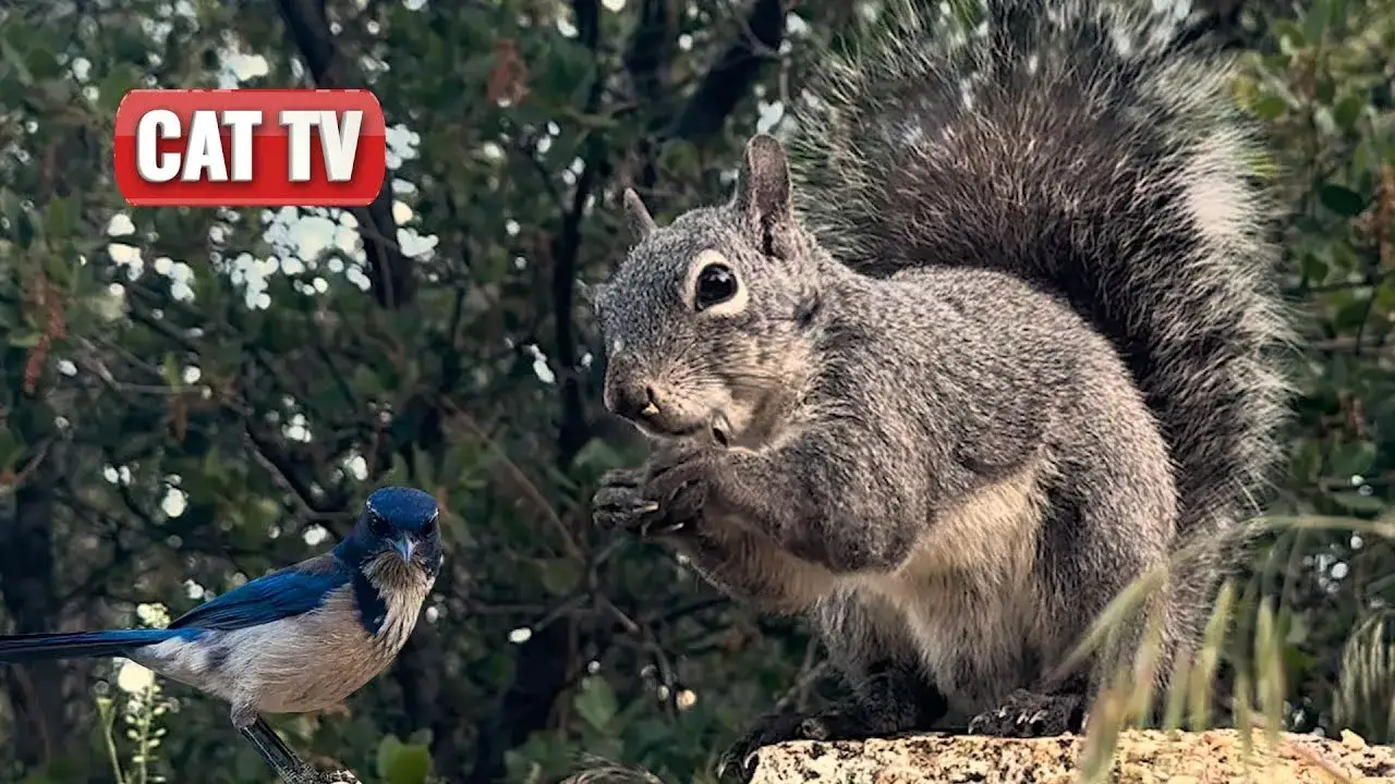 cat tv birds and squirresl