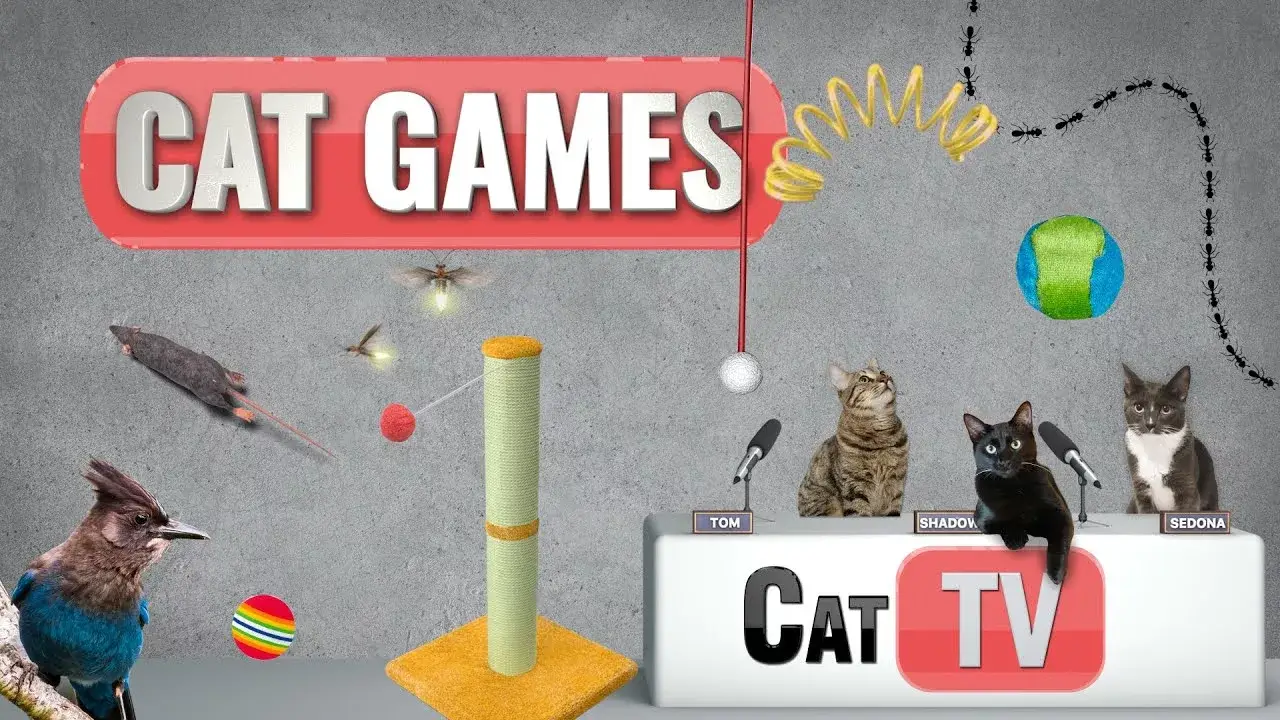 Cat Games | Ultimate Cat TV Compilation Vol 4 | 🐱