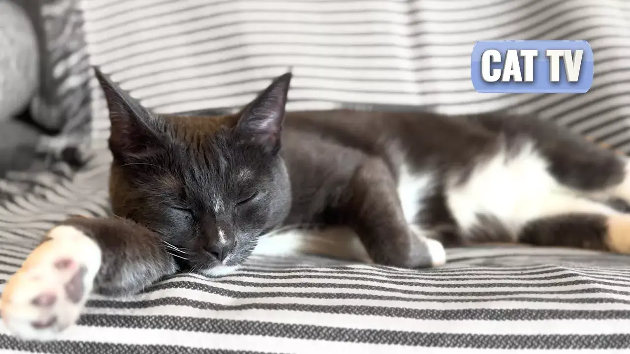 CAT TV | Cat Calming Ambient Piano Music with Purring and Rain | Sleep and Anxiety Relief | No Ads 😻