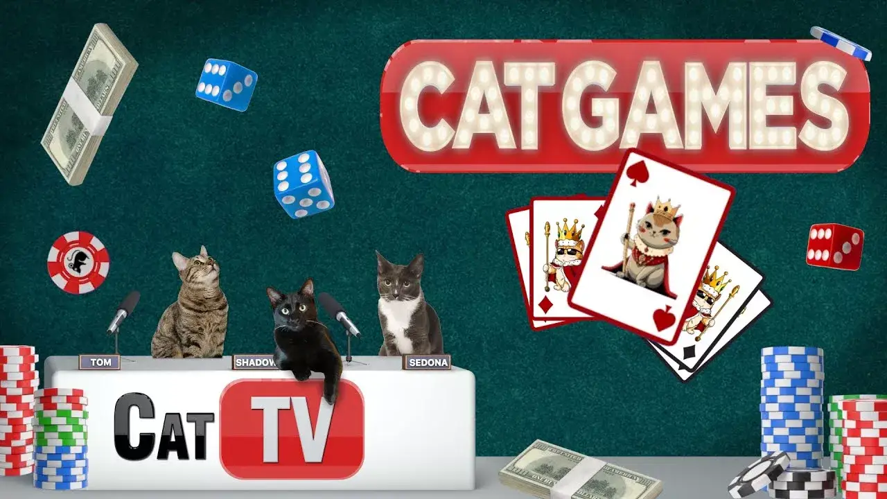 CAT Games | Casino Night Cat TV Compilation 🎰🎲 | Cat Toy Videos For Cats to Watch