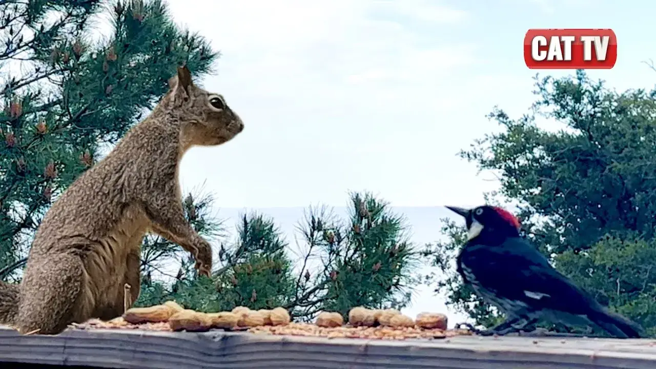 CAT TV | West Coast Bird and Squirrel Compilation | 4K Videos For Cats to Watch | Dog TV 😼