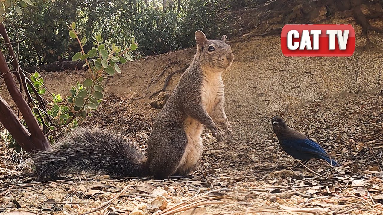 CAT TV | Sprightly Bird, Bunny and Squirrel Compilation 🐦🐇🐿️ | 4K Nature Video For Cats | Dog TV