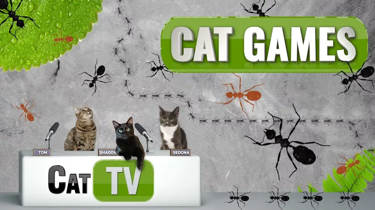 CAT Games | Ants On Parade | Cat TV 4K | Bug Videos For Cats to Watch | 😼