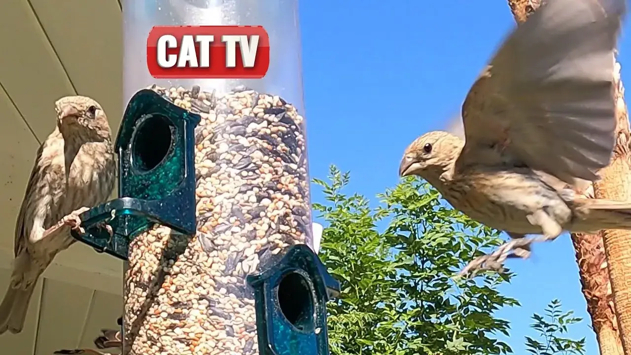 CAT TV | Playful California Bird and Squirrel Compilation | Videos For Cats to Watch | 😼