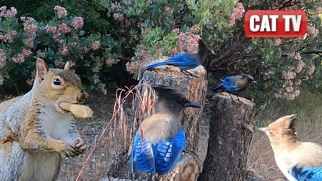 CAT Games TV | 🐦🌳 Frisky California Bird and Squirrel Compilation!” 🌳🐿| Videos For Cats to Watch