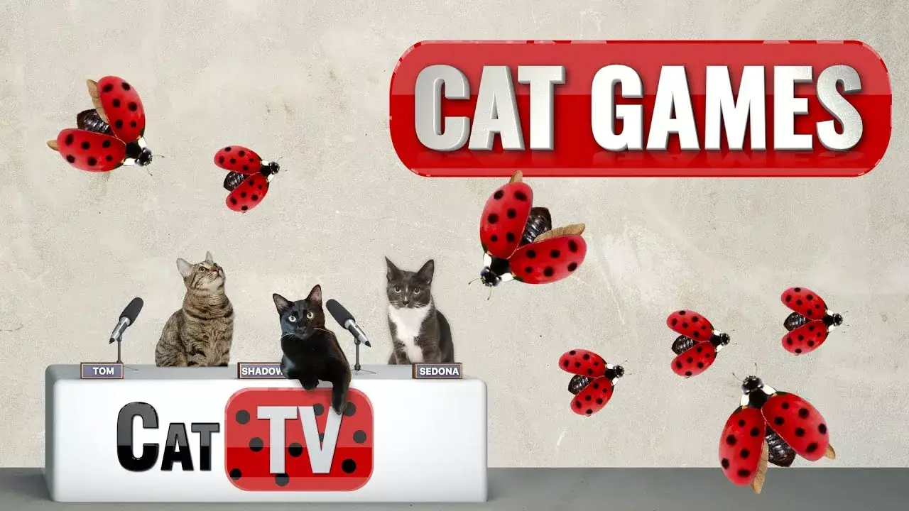 CAT Games TV | Little Miss Ladybug | Cat Games 4K | Videos For Cats to Watch | 😼