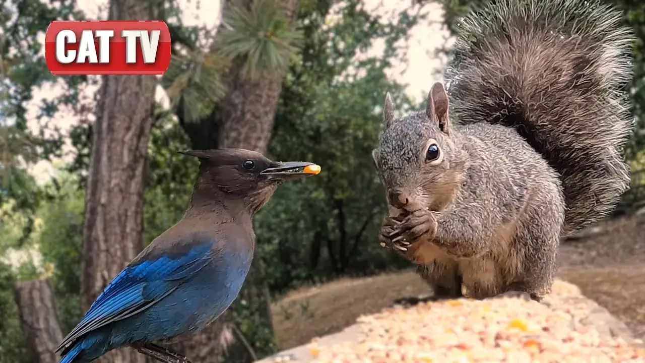 CAT TV | Bustling Bird and Squirrel Compilation Vol 2 | 4K Videos For Cats to Watch | Dog TV 😼