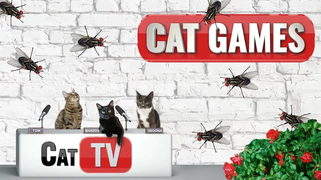 CAT TV Games | Frank the Fly 🦟 | Bug Videos For Cats to Watch 😼
