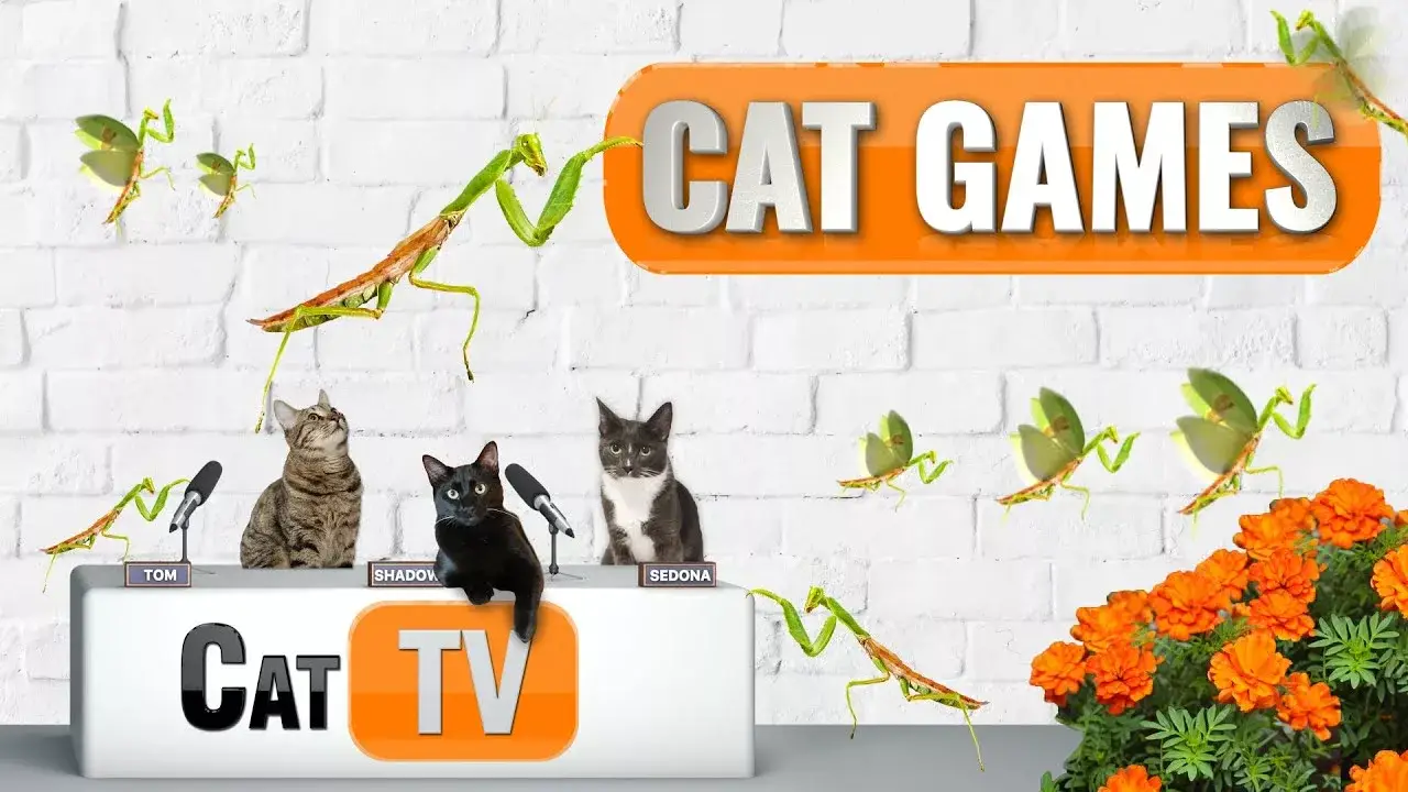 CAT Games TV | Nature’s Mystical Guardians: Praying Mantis | Bug Videos For Cats to Watch | 😼