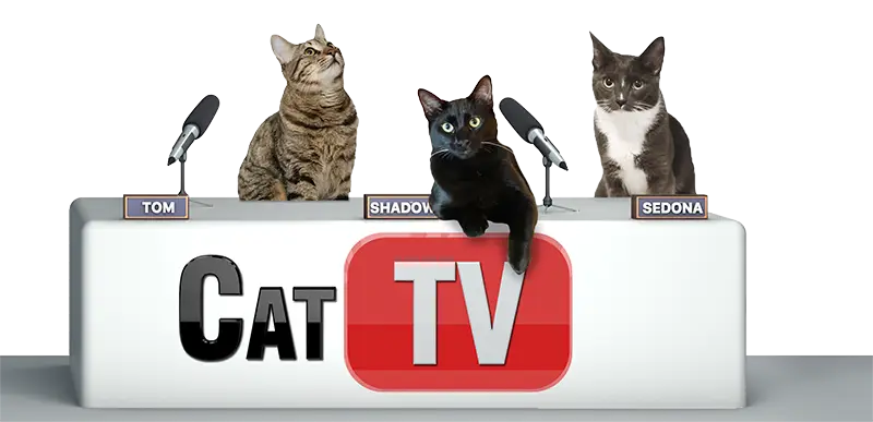 cat tv games cat desk