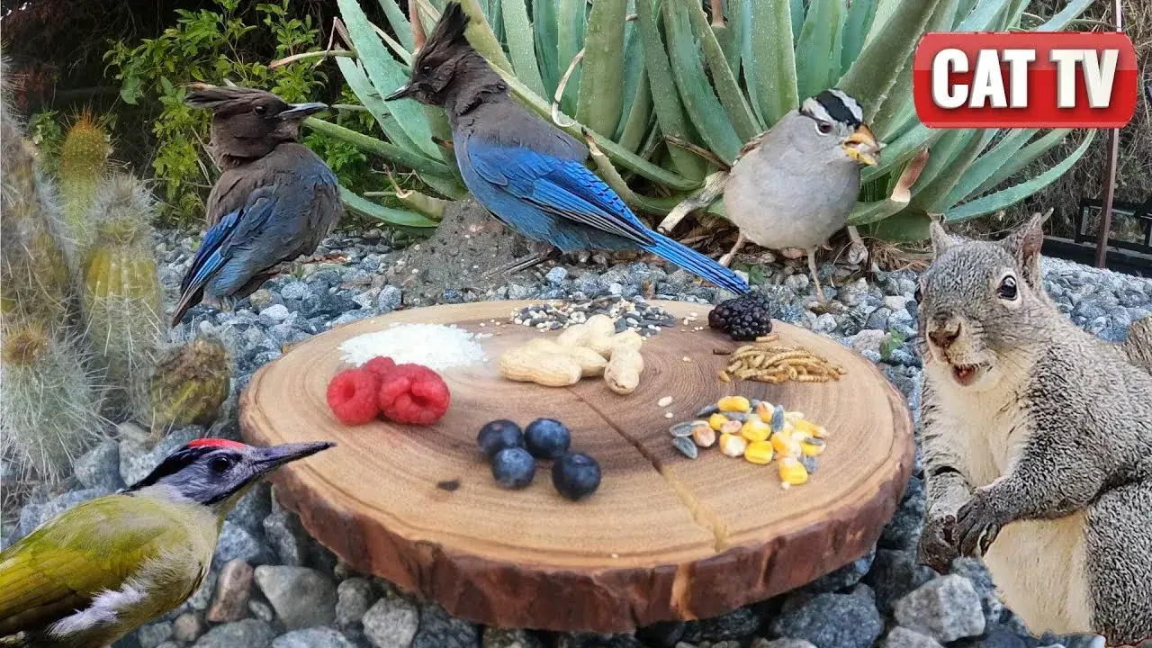 CAT TV | Charcuterie Board Picnic with Birds, Squirrels, and Bunnies🐦 🐿️🐇 | Nature Video for Pets