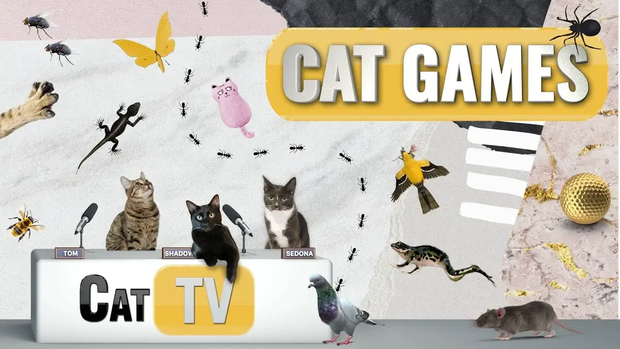 Cat Games | Ultimate Cat TV Compilation Vol 14 | 2 HOURS 🐱📺🐇🕷️🏀🎣🎈🦜🐜🐭🧵🐝🐞🦋🦎