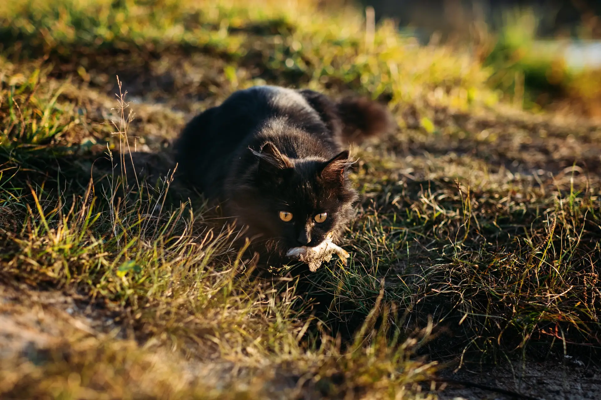 Cat hunting prey