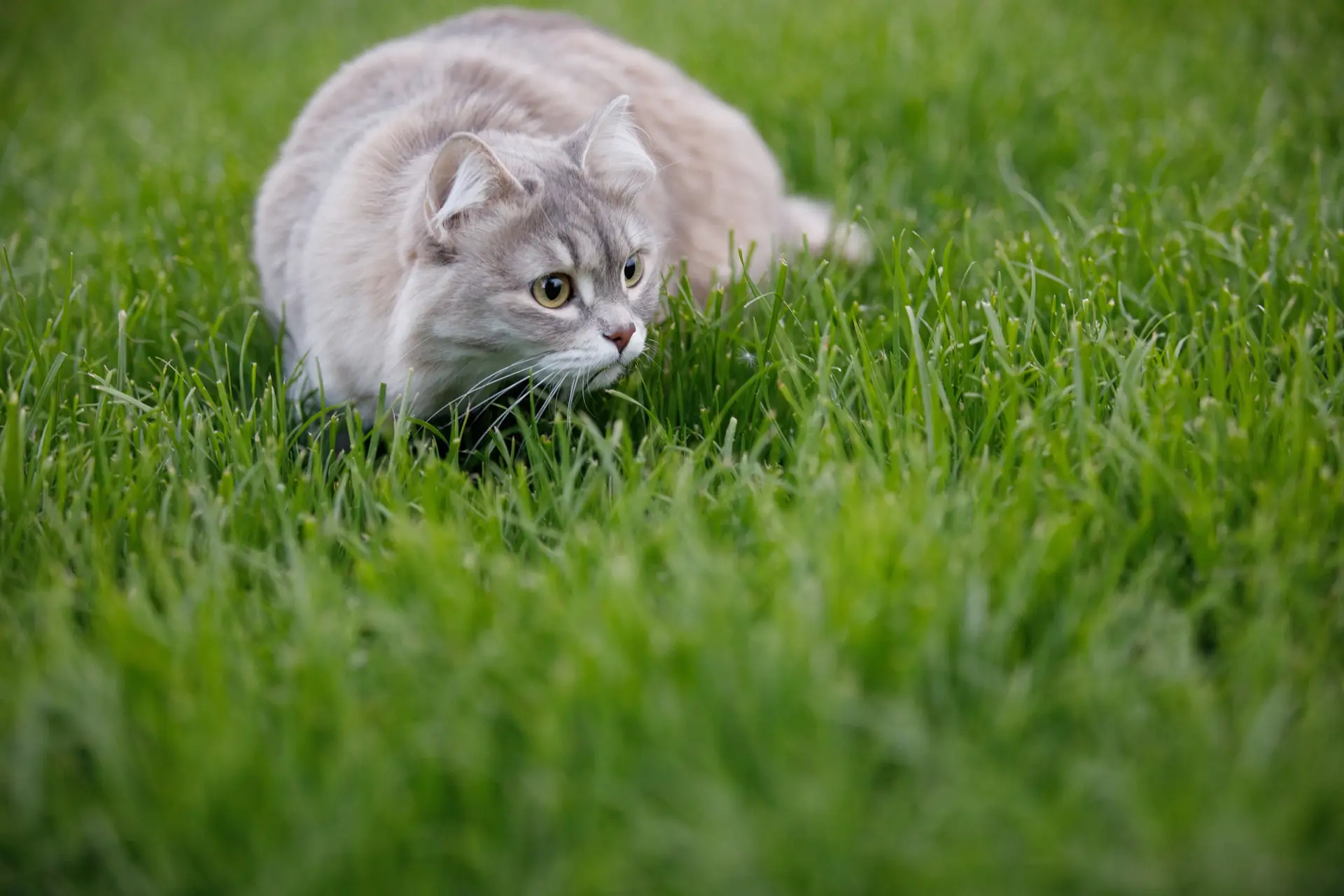 Gray cat hunting prey