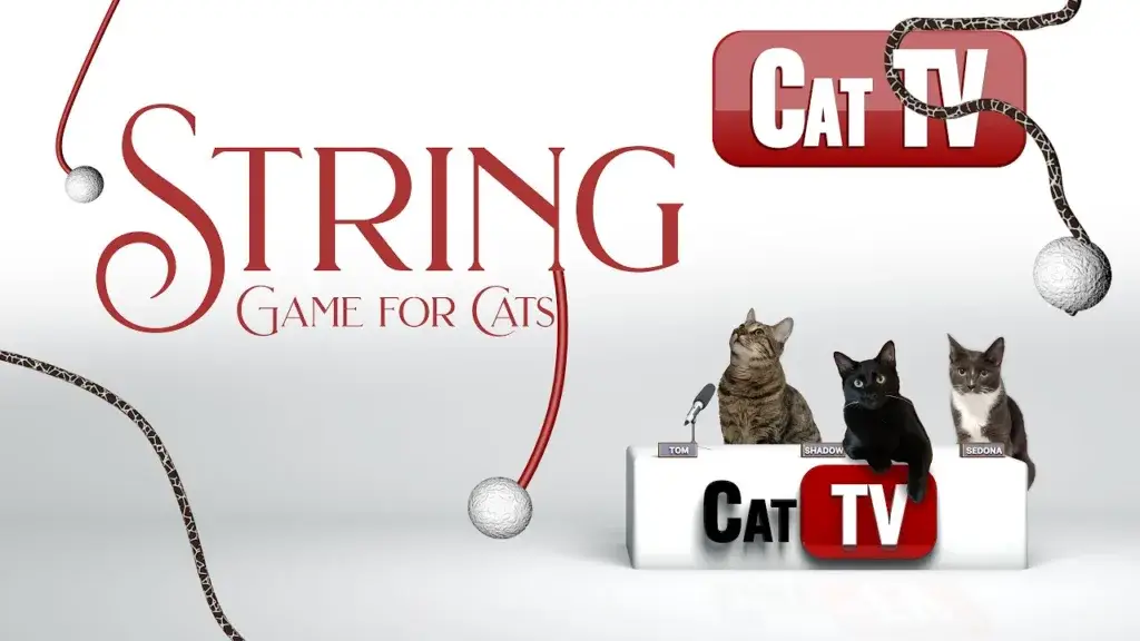 string videos for cats