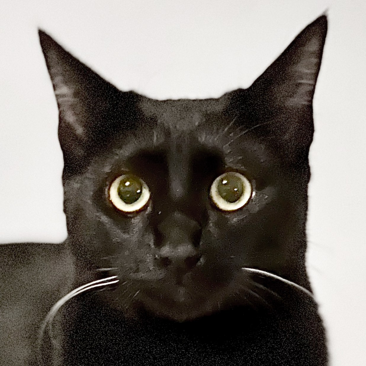 Cat TV Games logo