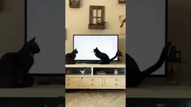 Shadow and Sedona watching Cat TV Pet Games