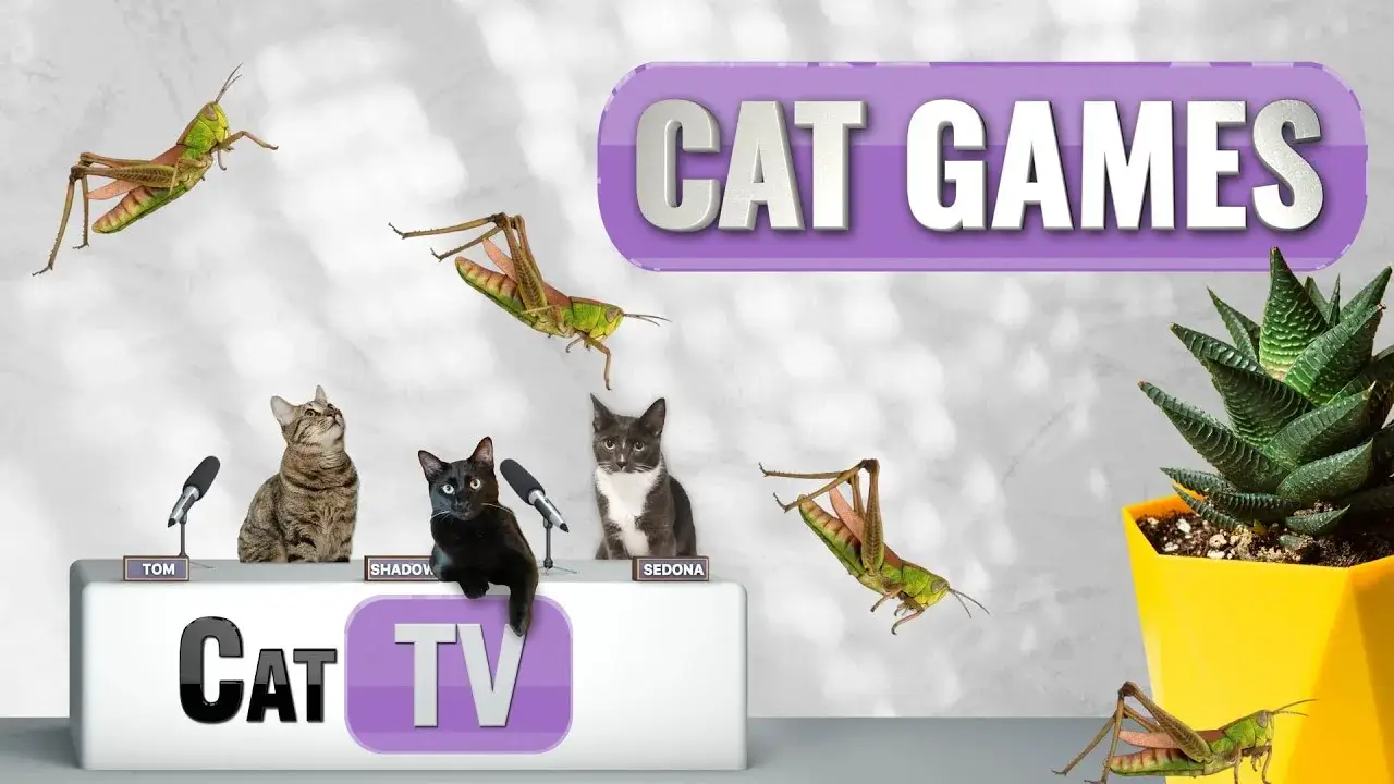 Grasshopper Game For Cats | Gary the Grasshopper: Hopping Across America