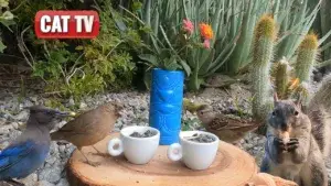 birds-and-squirrels-video-for-cats