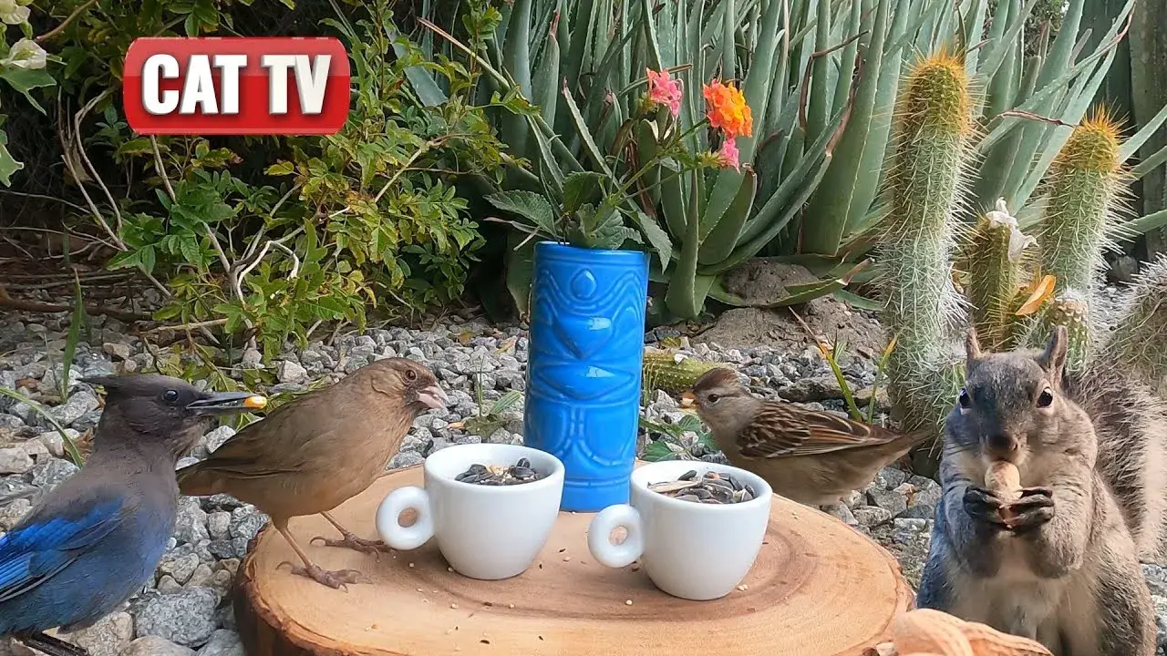 CAT TV | Bird and Squirrel Tea Party 🐦🐿️ | Nature Videos For Cats to Watch | Dog TV | Stress Relief