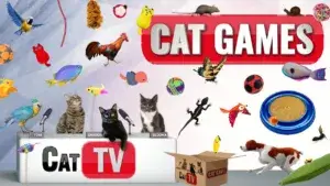 cat-games-compilation