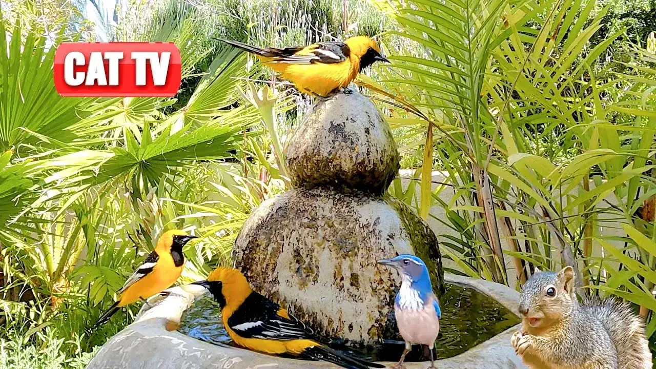CAT TV | 🐦 Bathing Birds, 🐭 Munching Mice, and 🐿️ Scampering Squirrels | Videos For Cats | Dog TV