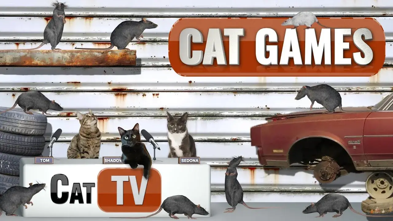 CAT Games | Randy the Redneck Rat | Videos For Cats to Watch | 🐀
