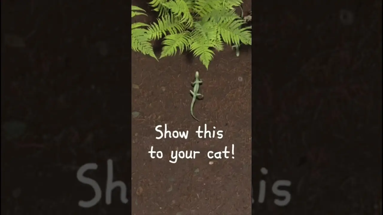 Show this to your kitty! Full 2 hour version linked above 😻. #cattv #cattvgames #cat #gatos #cats