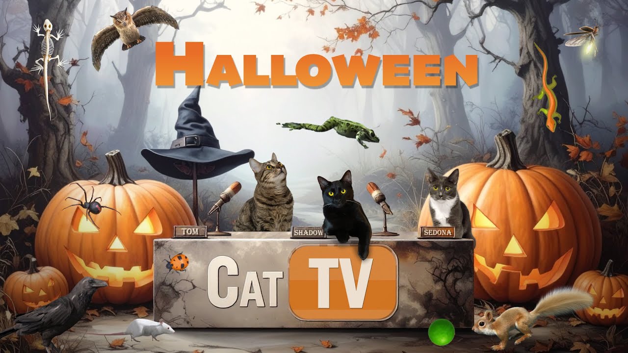 🐾👀 Creepy-Crawly Cat TV 🎃🕷️🦇 | Halloween Creatures & Spooky Fun 🌙🐸🦉 | 6 Hours of 4K Cat Games