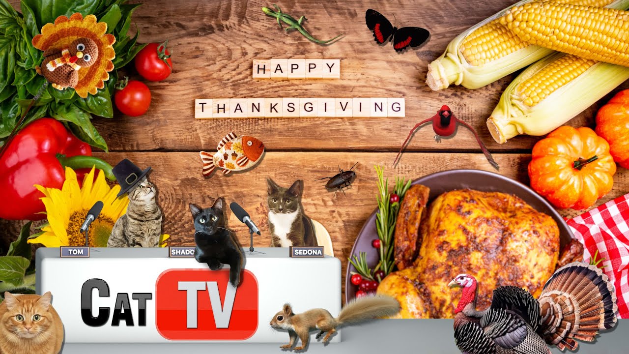 Thanksgiving Cat Games | 4K Cozy Fall Cat TV Compilation | 8 Hours 🍂🦃