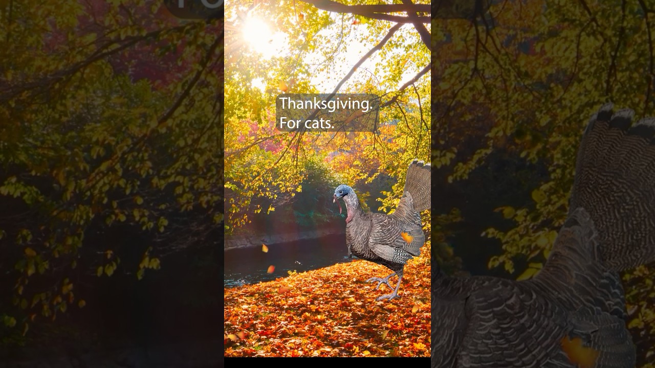 I made this so your cat wouldn’t feel left out. Full vid ⬆️ #catgames #cattv #thanksgiving